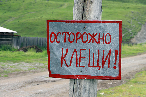 Στη Ρωσία, η αιχμή της δραστηριότητας των κροτώνων εμφανίζεται τους καλοκαιρινούς μήνες.
