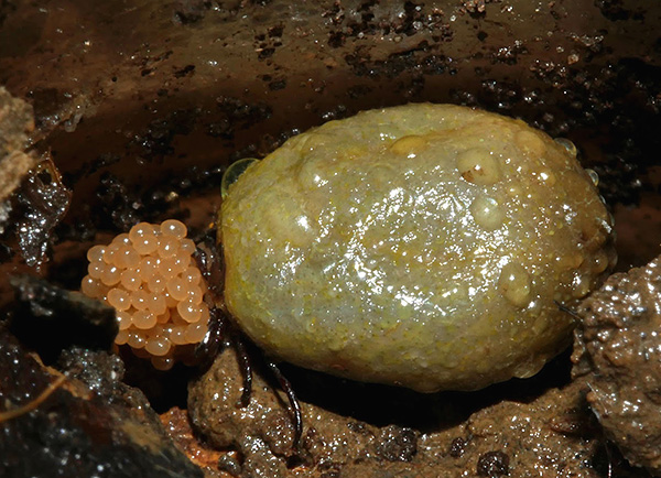 La zecca ixodid femmina depone le uova