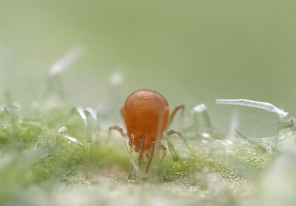 Το Phytoseiulus είναι γνωστό για την εξειδίκευσή του στην κατανάλωση ακάρεων αράχνης, για τα οποία χρησιμοποιείται στη βιολογική φυτοπροστασία.