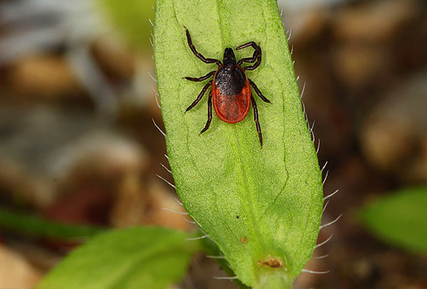Κρότωνα σκύλου (Ixodes ricinus)