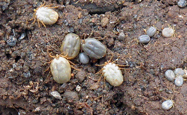 Μεθυσμένος από το αίμα των πτηνών Ixodes uriae