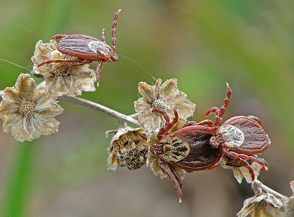 Ενήλικες του Ixodes persulcatus