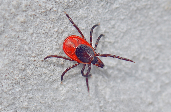 Το Ixodes ricinus είναι ο κύριος φορέας της εγκεφαλίτιδας στο ευρωπαϊκό τμήμα της Ρωσίας.