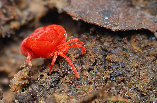 Red Velvet Mite
