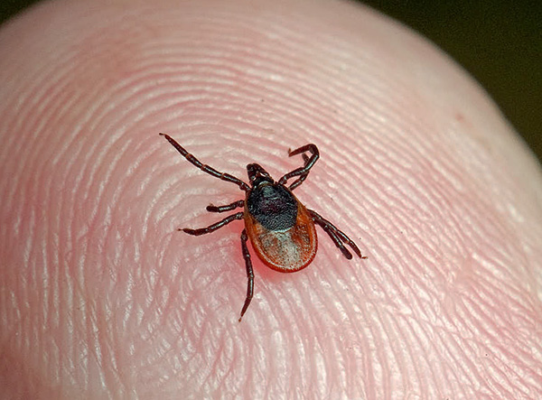 Ixodes ricinus (θηλυκό)