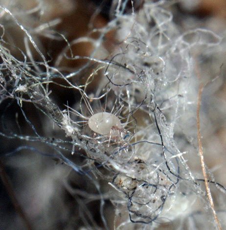 Τριχωτό άκαρι Glycyphagus domesticus