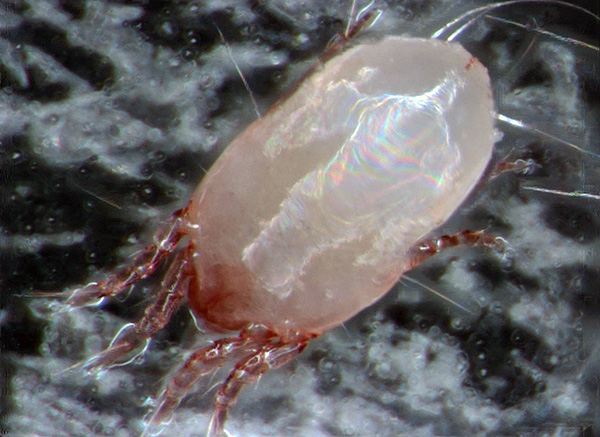 Έτσι φαίνεται το ακάρεα σκόνης Dermatophagoides pteronyssinus κάτω από ένα οπτικό μικροσκόπιο.