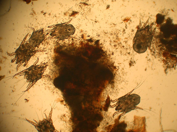 Acumularea acarienilor Otodectes cynotis în secrețiile urechii unui câine.