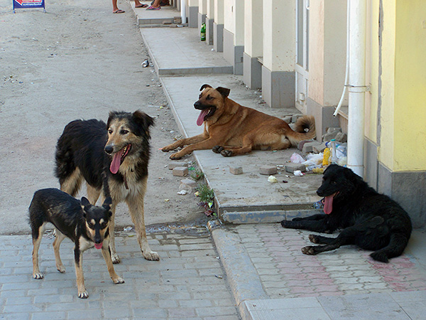 Adesea, infecția cu acarianul urechii apare atunci când un câine contactează animalele fără stăpân.