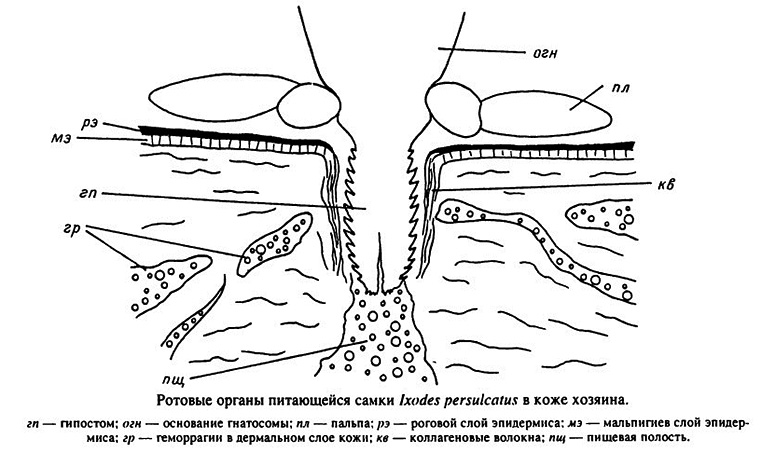Στοματικά μέρη ενός θηλυκού Ixodes persulcatus που ταΐζει