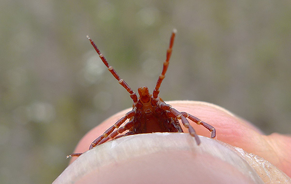 In molte regioni, le zecche sono portatrici di malattie umane mortali.