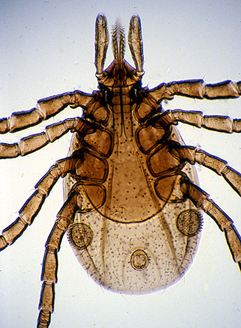 Τα Borrelia κατοικούν κυρίως στο πεπτικό σύστημα του τσιμπουριού.