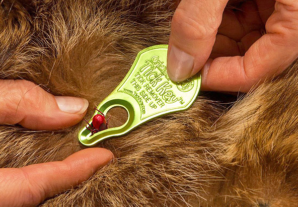 Tick ​​Key Tick Remover