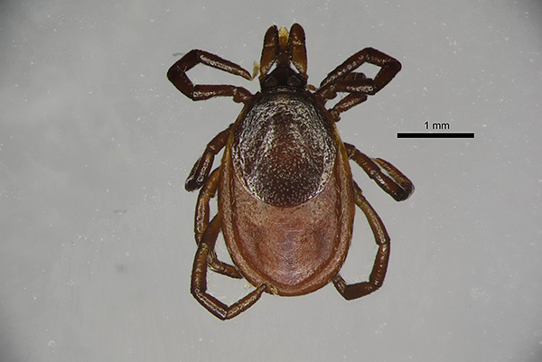 Ixodes persulcatus θηλυκό