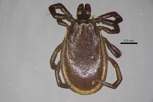 Ixodes persulcatus, αρσενικό