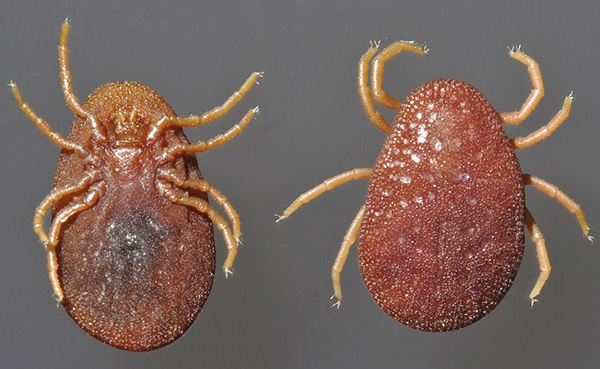 Περσικό τσιμπούρι Argas persicus