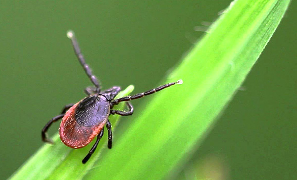 Κρότωνα σκύλου Ixodes ricinus