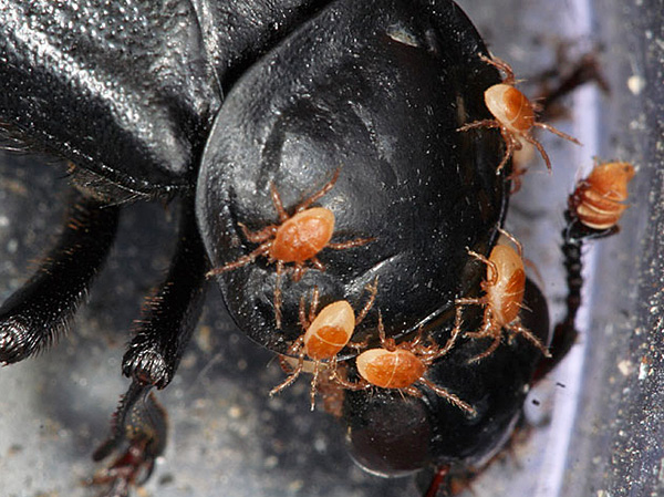 Ακάρεα πτώματος Poecilochirus necrophori