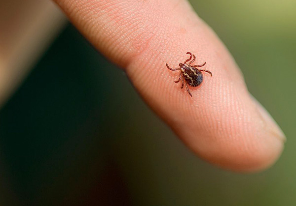 Tra la varietà di rimedi per le zecche, ci sono farmaci repellenti e repellenti-acaricidi.