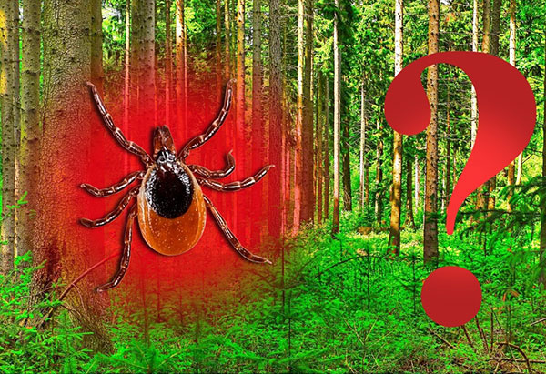 Καταλαβαίνουμε αν υπάρχουν κρότωνες σε δάση κωνοφόρων ...
