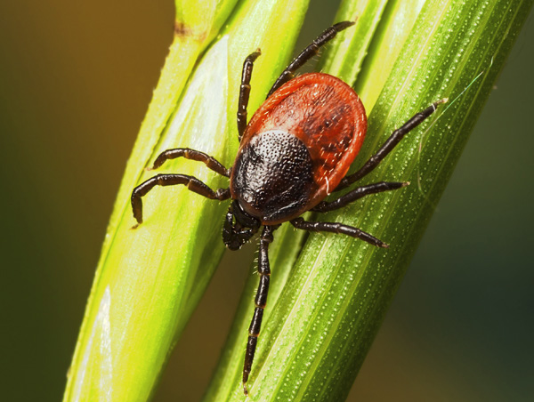 Τάιγκα (Ixodes persulcatus)