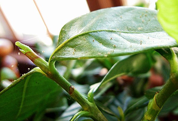 Ακάρεα αράχνης σε Dieffenbachia
