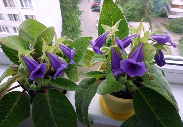 Kaleria nie je napadnutá kliešťami
