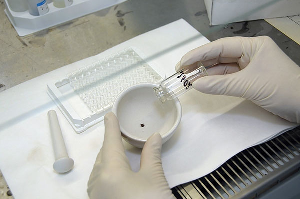 Ricerca delle zecche in laboratorio