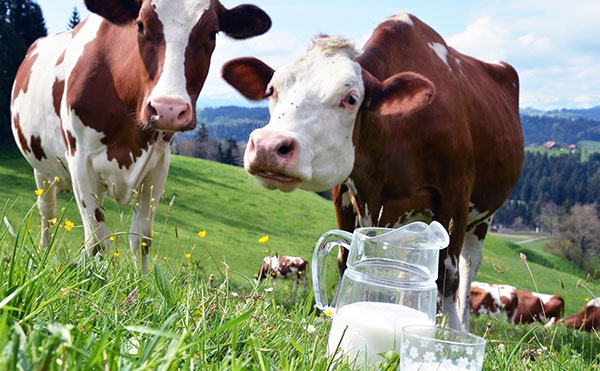 Infezione da encefalite da zecche attraverso il latte di capre e mucche