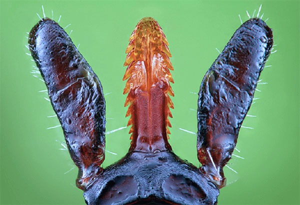 Proboscis roztoč