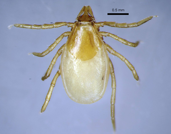 Θηλυκό τσιμπούρι Ixodes trianguliceps 