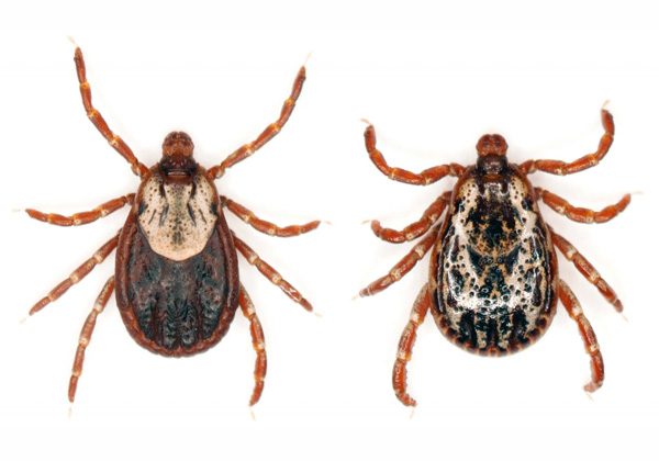 Ενήλικα τσιμπούρια (Dermatocentor marginatus species)