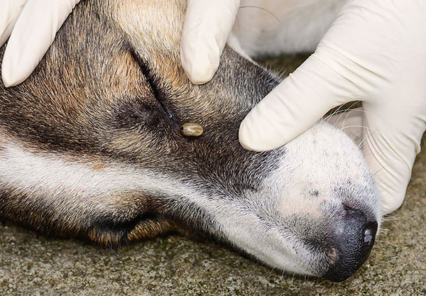 Trasmissione di encefalite da zecche attraverso un cane
