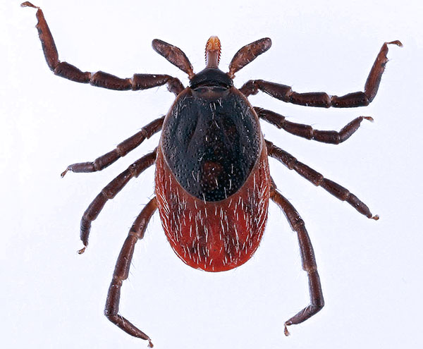 Ixodes ricinus (ενήλικη γυναίκα)