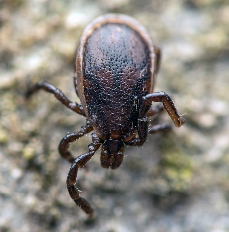 Κρότωνα σκύλου (Ixodes ricinus) ενήλικο αρσενικό