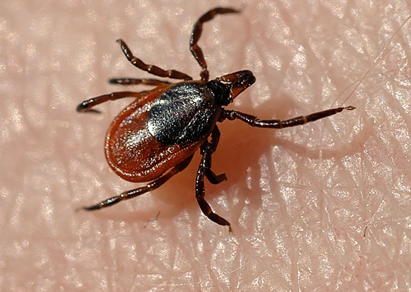 Θηλυκό τσιμπούρι τάιγκα (Ixodes persulcatus)