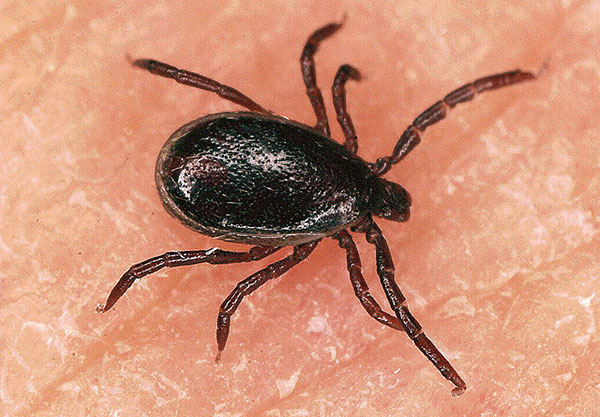 Αρσενικό τσιμπούρι τάιγκα (Ixodes persulcatus)
