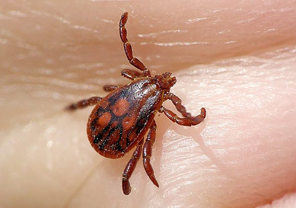 Νύμφη κρότωνα τάιγκα (Ixodes persulcatus)