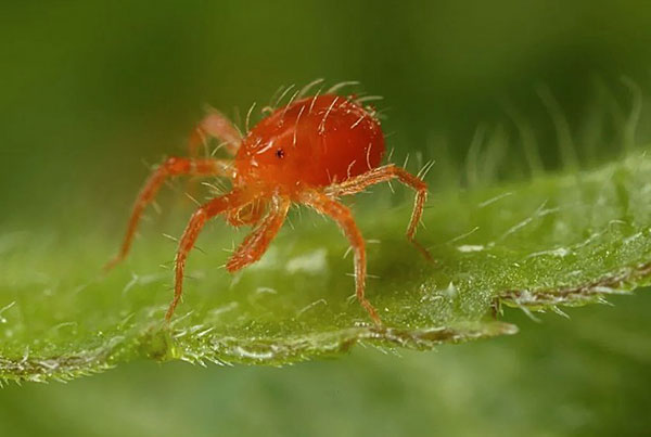 Ενήλικος Phytoseiulus (Phytoseiulus persimilis)