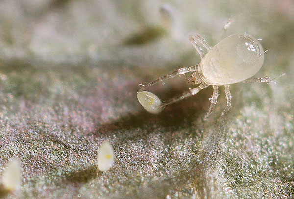 Αρπακτικό άκαρι Amblyseius (Amblyseius californicus)