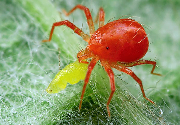 Dravé roztoče phytoseiulus