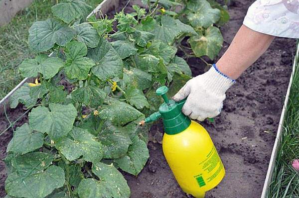 Chemické ošetrenie rastlín proti roztočom