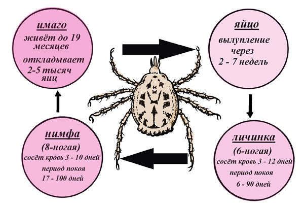 Životný cyklus Dermacentor reticulatus