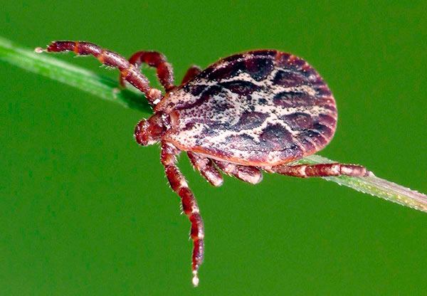 Roztoč pasienkový (Dermacentor marginatus)