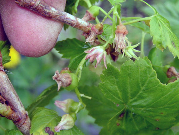 Ríbezle napadnuté vírusom froté