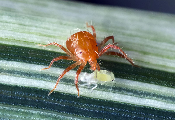 Dravý roztoč phytoseiulus ako metóda biologickej ochrany rastlín