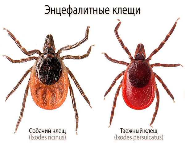 Roztoče encefalitídy (Ixodes ricinus, Ixodes persulcatus)