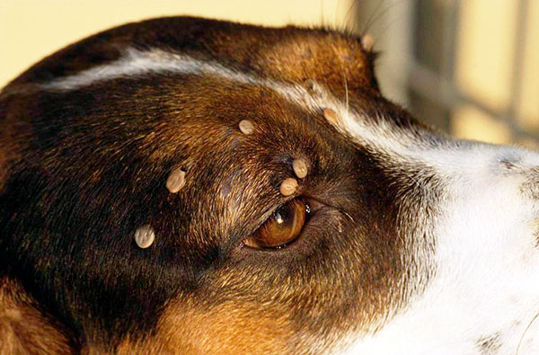 Scopriamo come agire correttamente se una zecca ha morso un cane...