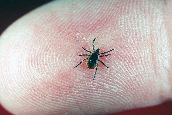 La data di rimozione del segno di spunta dovrebbe essere ricordata