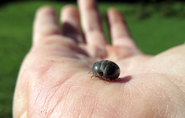 Più a lungo la zecca rimane sulla pelle, più è probabile che trasmetta la malattia.